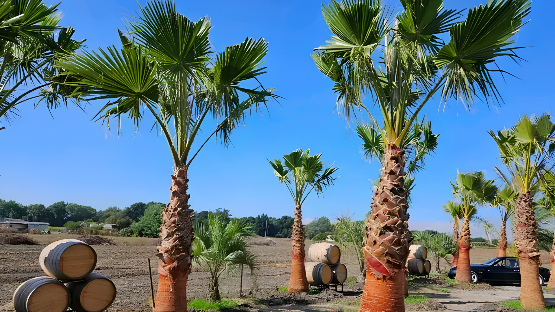 Palm trees in a sunny orchard beside stacks of cut logs under a clear blue sky