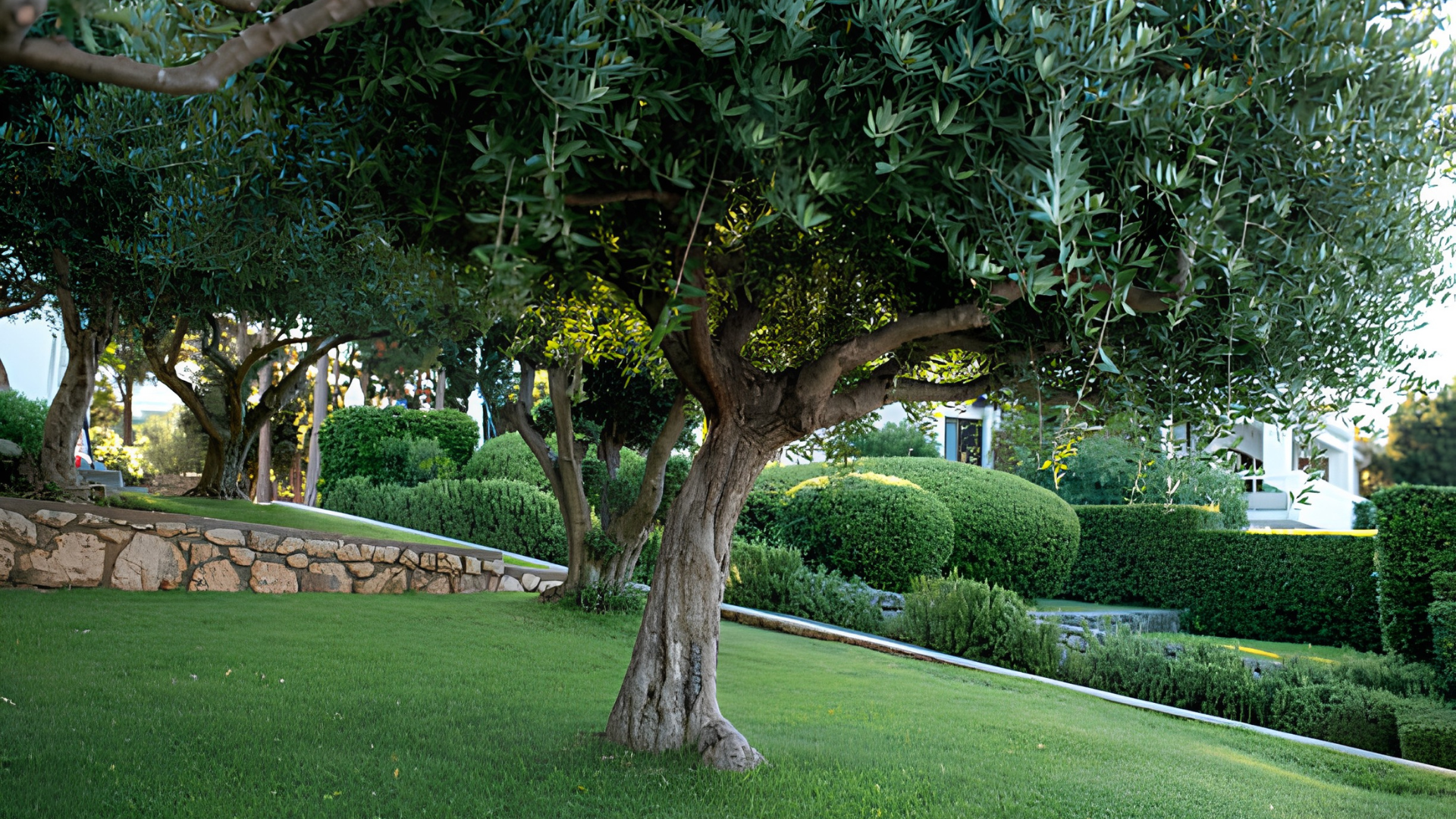 Lush garden with a large olive tree, trimmed hedges, and a stone retaining wall on a grassy slope