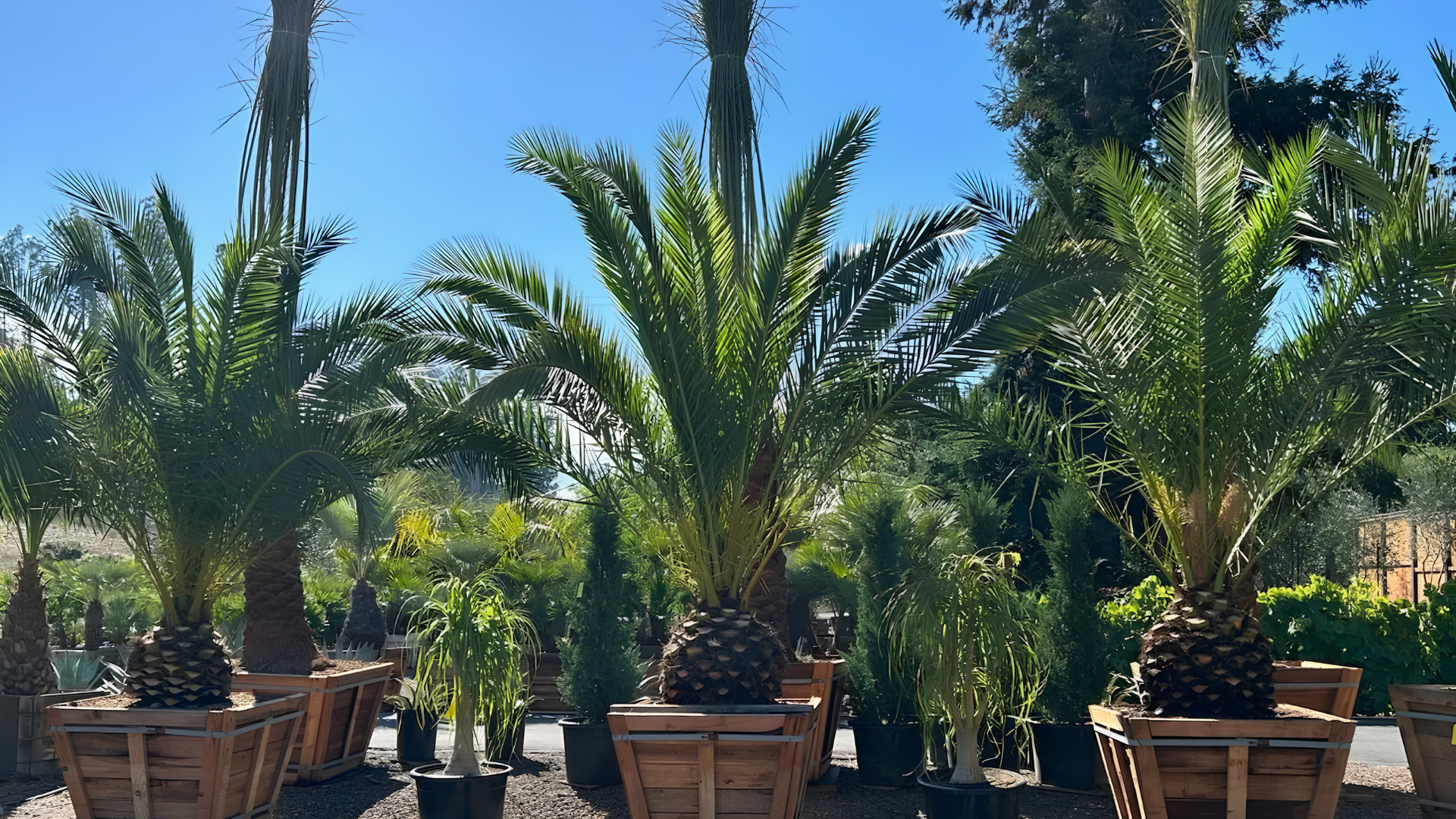 Potted palm trees in wooden planters outdoors under a bright blue sky