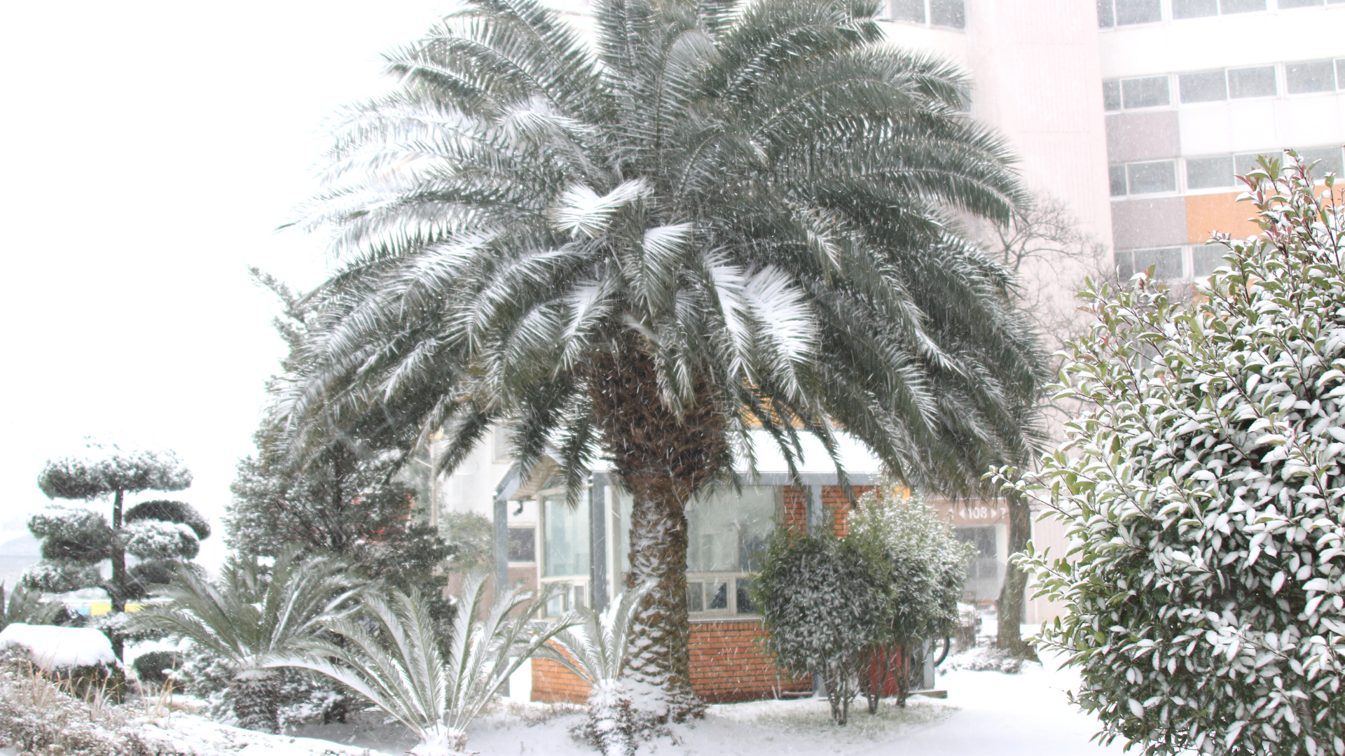 Snow-covered palm tree in a bright courtyard with a building in the background