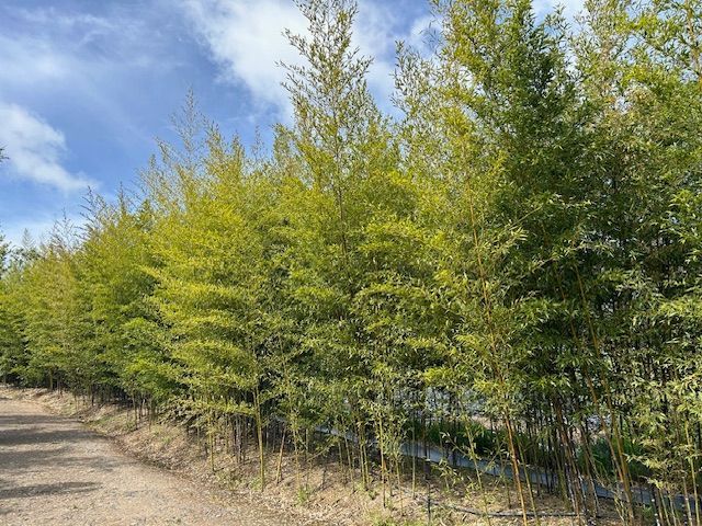 A row of trees growing on the side of a dirt road.