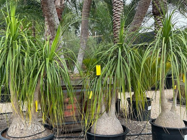 Bottle Palm