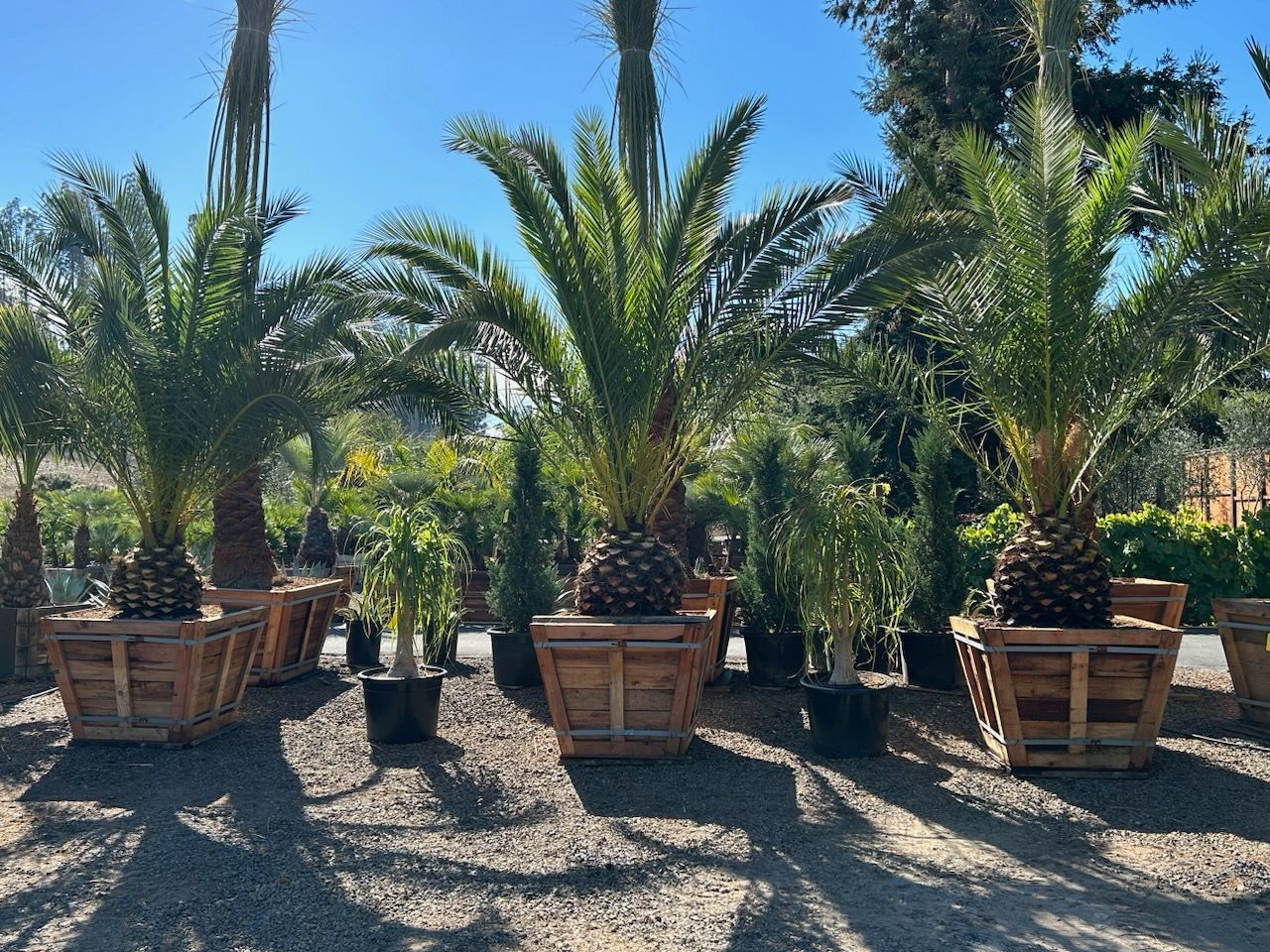 Canary Palm
