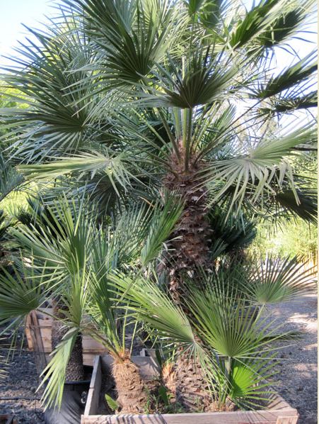 Chamaerops Humilis – Med. Fan Palm
