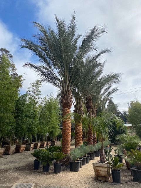 Date Palm