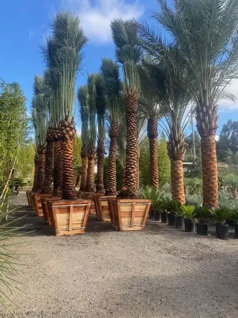 A bunch of palm trees in pots in a garden.