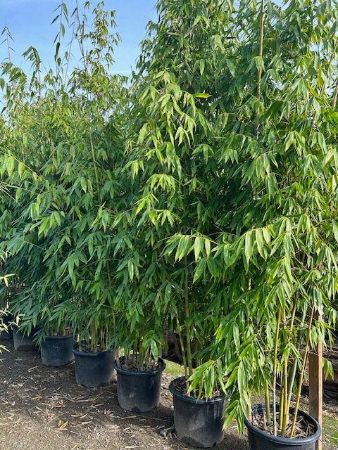 A row of bamboo trees in black pots in a garden.