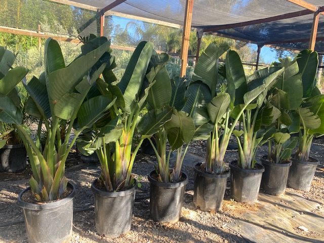 A bunch of potted plants are lined up in a row.