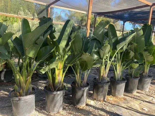 A bunch of potted plants are lined up in a row.