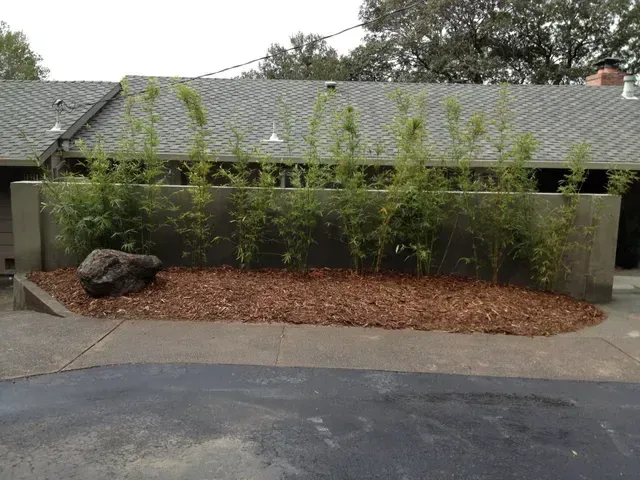 Gracilis Bamboo