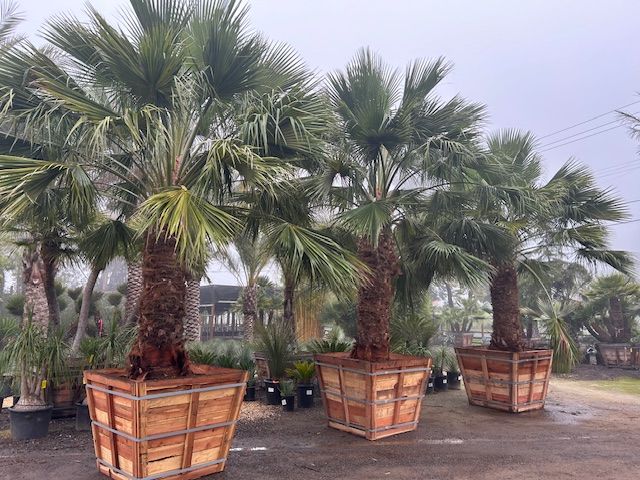 A row of palm trees in wooden crates in a garden.