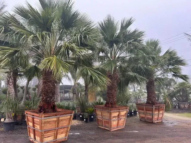 A row of palm trees in wooden crates in a garden.