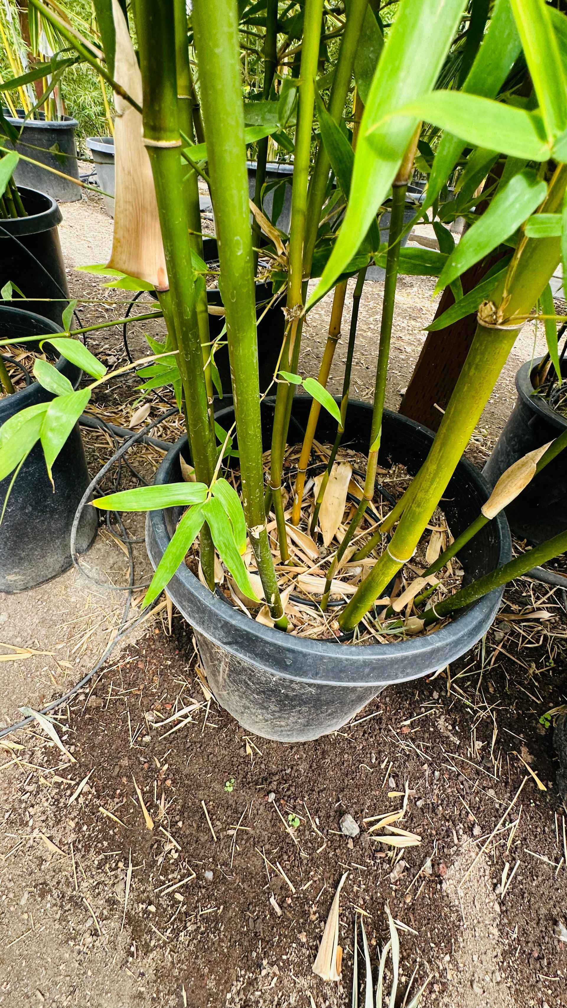 Bambusa Ventricosa