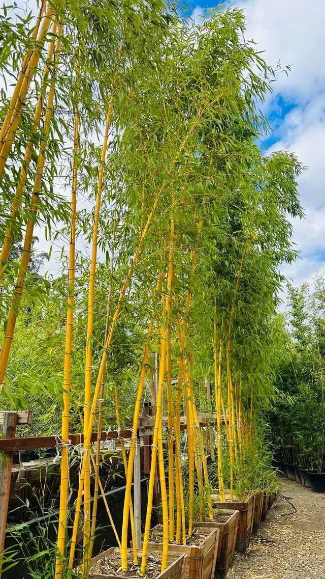 Phyllostachys Vivax Aureocaulis