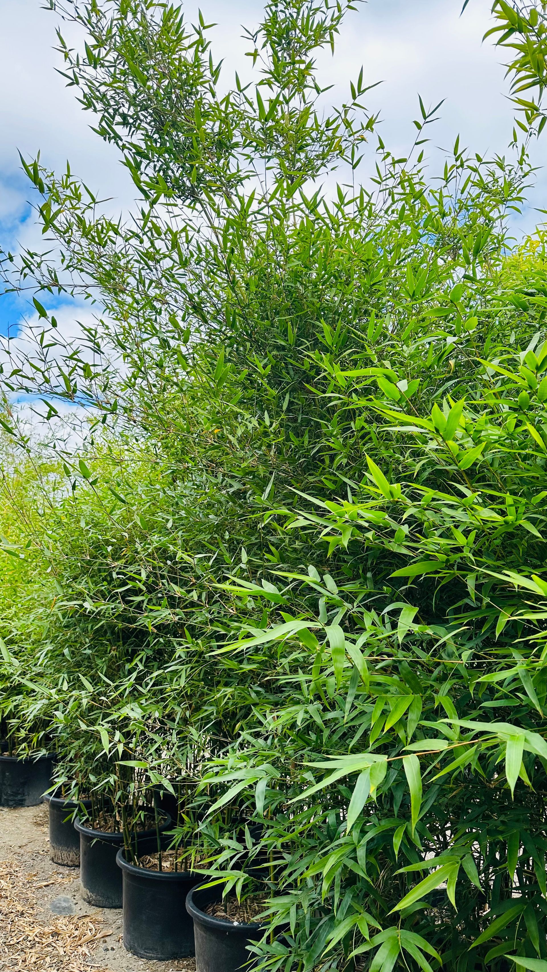 Bambusa Ventricosa