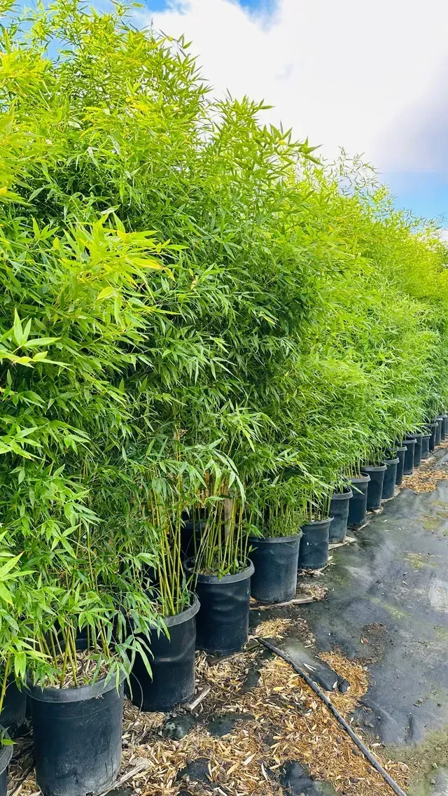 Phyllostachys Bissetii