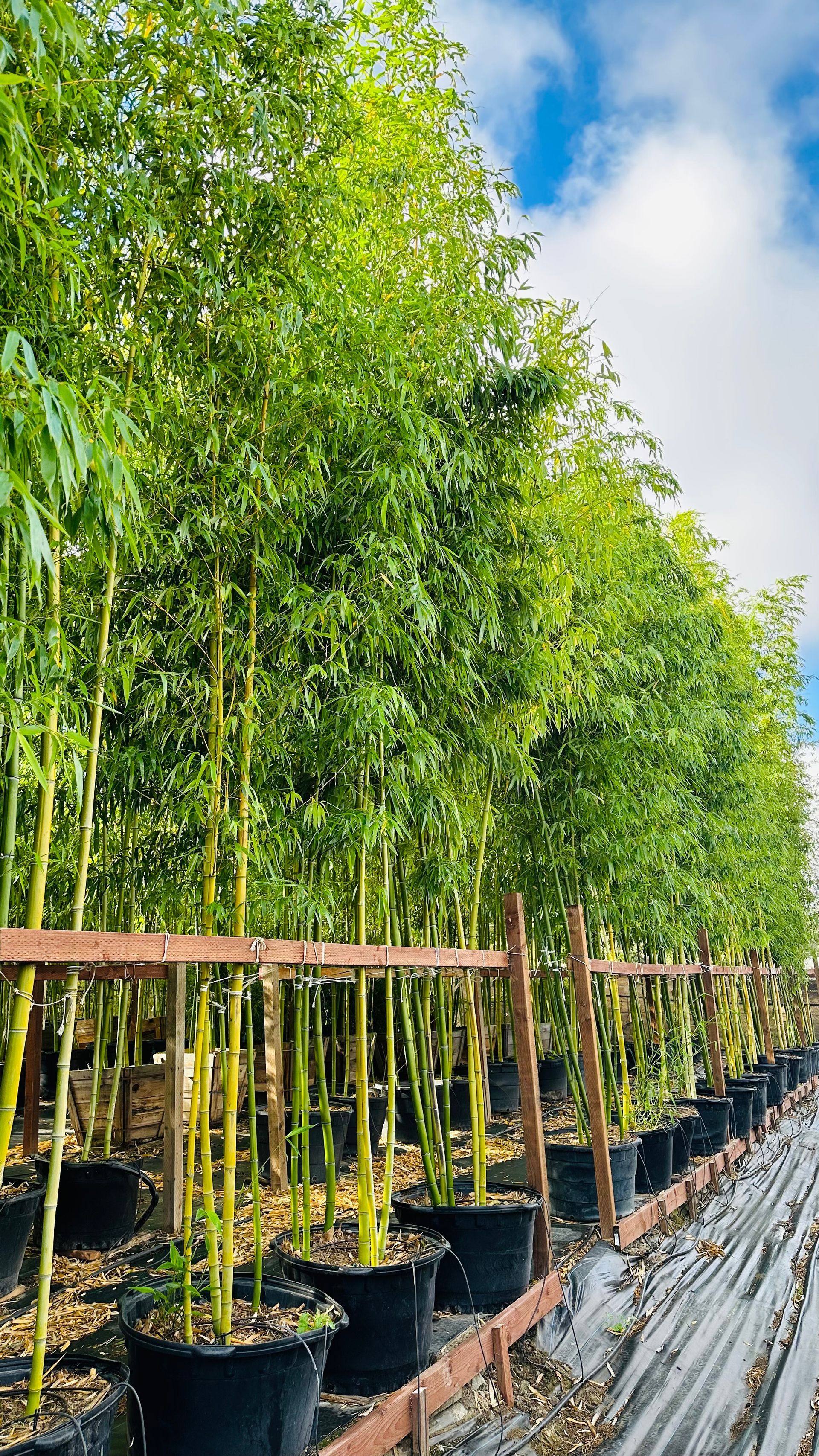 Phyllostachys Vivax