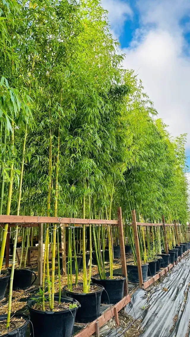 Phyllostachys Vivax
