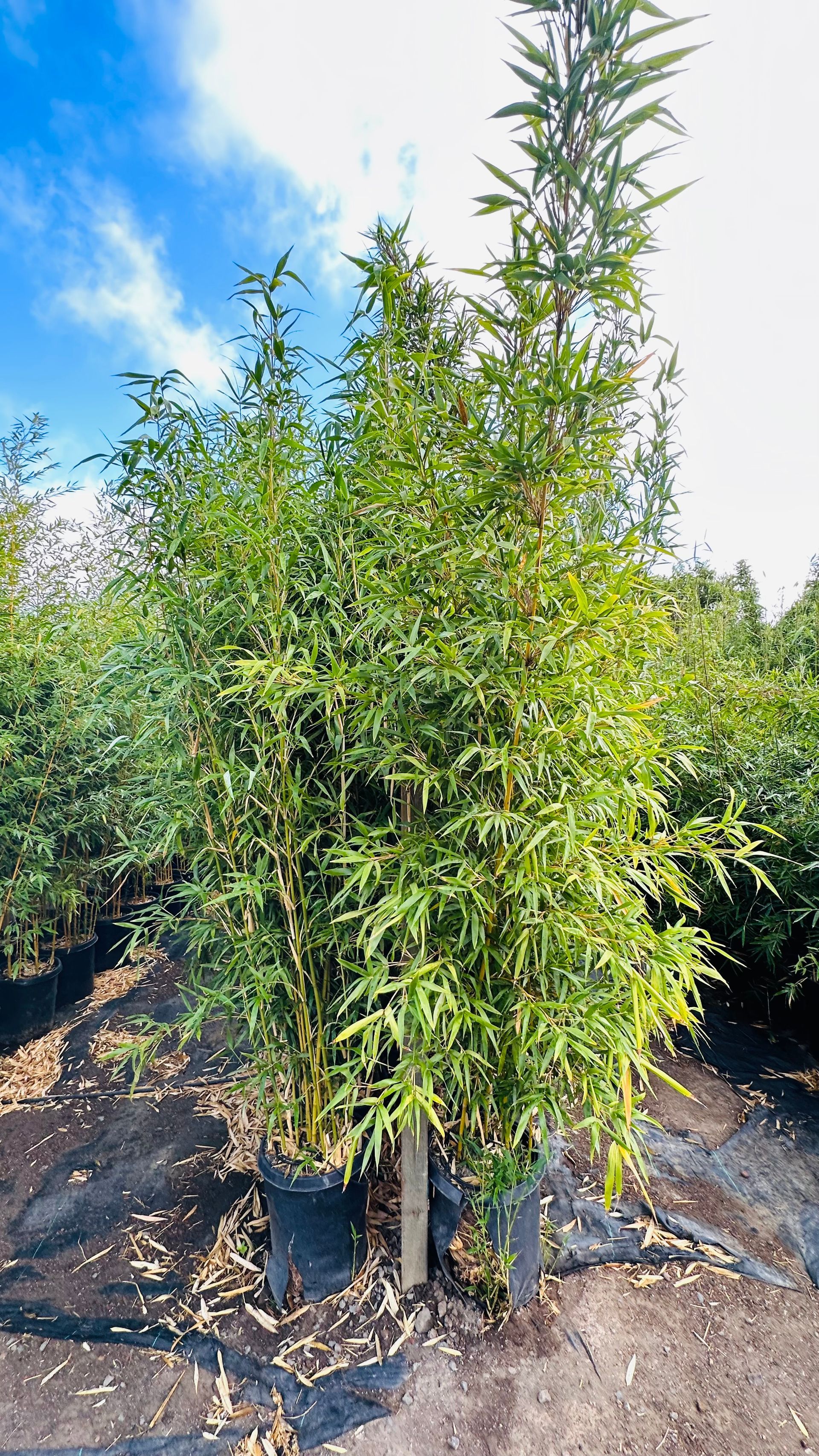 Temple Bamboo
