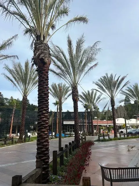 A row of palm trees in front of a building