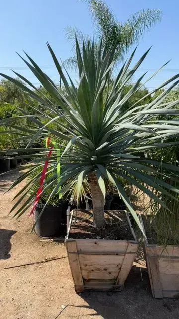 Potted spiky green palm-like plant in a nursery under bright sunlight