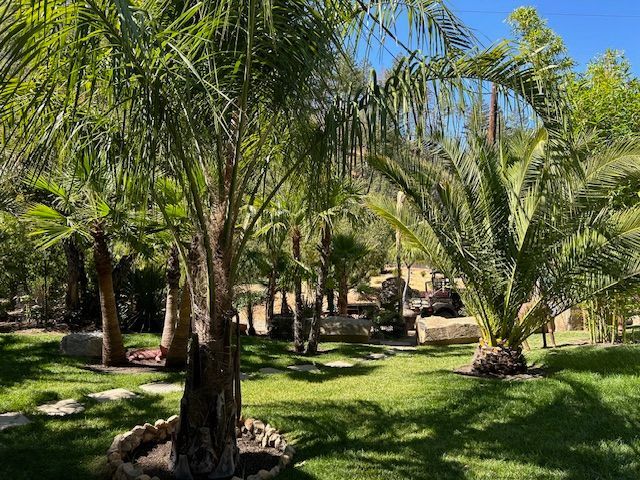 A lush green park filled with palm trees and grass.