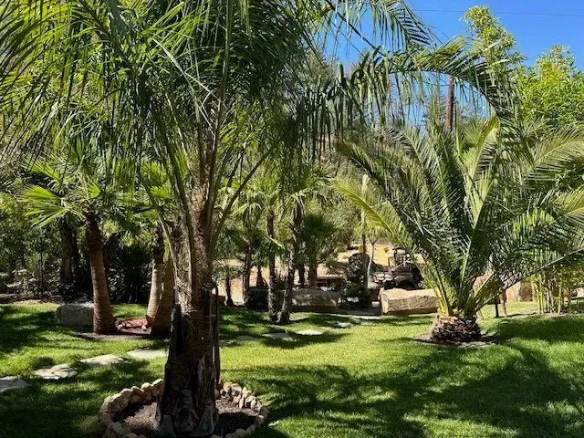 A lush green park filled with palm trees and grass.