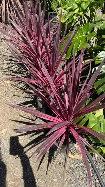 Pink-purple spiky ornamental plant in a garden bed, with green foliage behind it.
