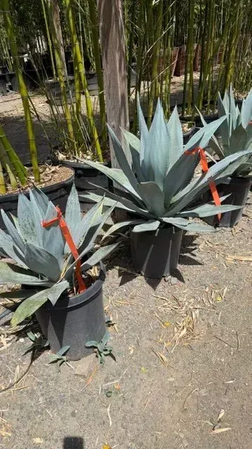 Agave plants in black nursery pots on a sunny gravel path, with bamboo in the background