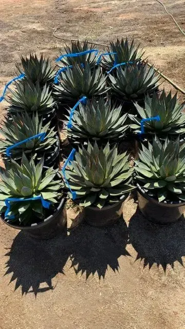 Potted agave plants bound with blue straps, arranged on dry ground outdoors.