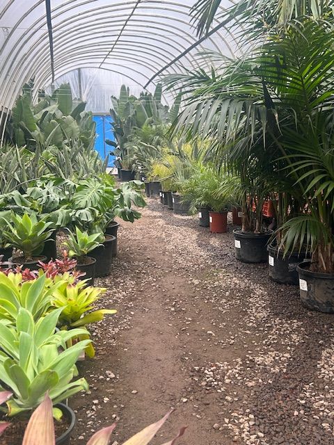 A greenhouse filled with lots of potted plants.