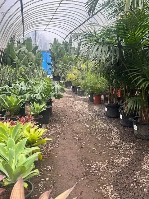 A greenhouse filled with lots of potted plants.