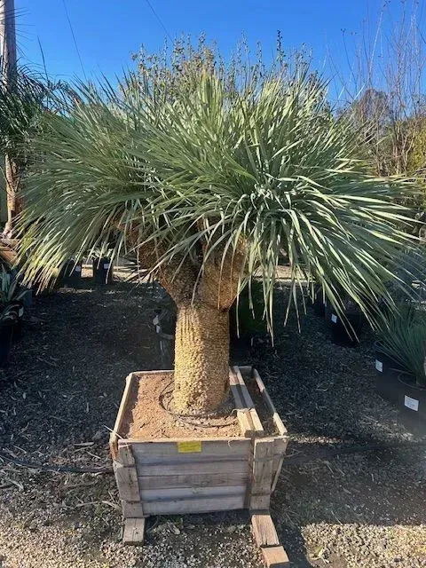 Potted palm-like yucca with a thick trunk and spiky green leaves in an outdoor nursery.