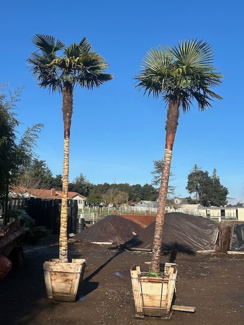 Two palm trees in pots in a dirt field