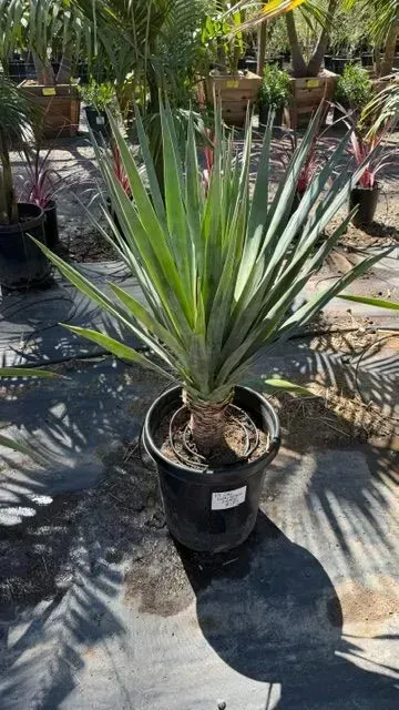 Potted agave plant with long blue-green leaves in a nursery, surrounded by other plants and dappled sunlight