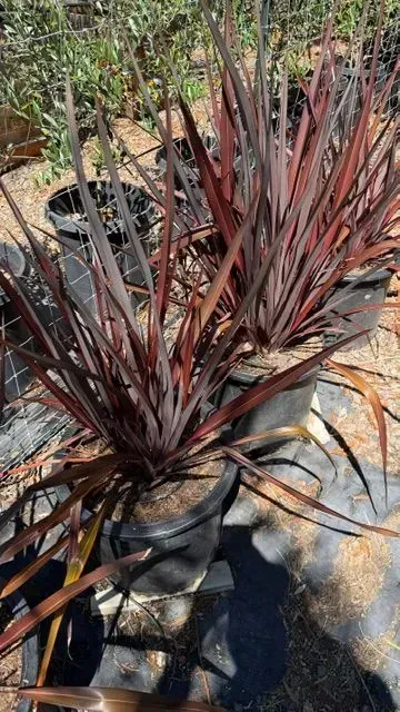 Red spiky ornamental grasses in black pots on a sunny outdoor patio