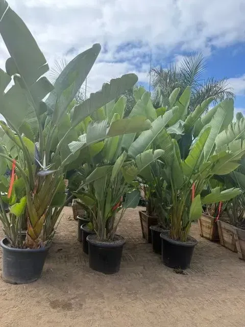 Large tropical plants in black pots arranged outdoors on a sandy lot under a cloudy sky