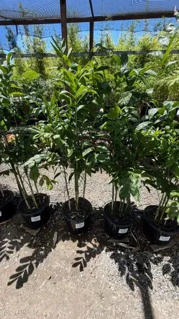Potted green shrubs lined up outdoors in a sunny nursery against a mesh fence