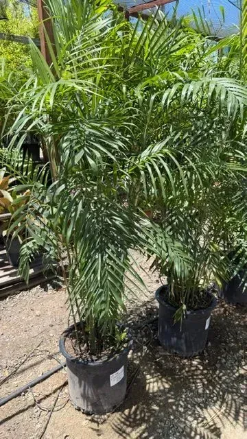 Two potted palm trees in black nursery pots outdoors in sunlight