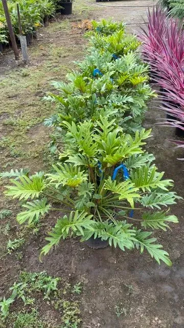 Young green shrub in a garden bed beside a purple ornamental plant