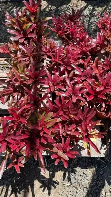 Red ornamental shrub with narrow leaves growing in a gravel garden bed