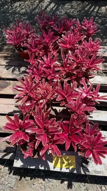 Pink and white variegated shrub in a planter on a sunny patio