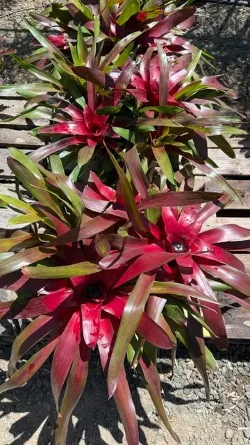 Bright red and green tropical plants with star-shaped leaves in a garden bed