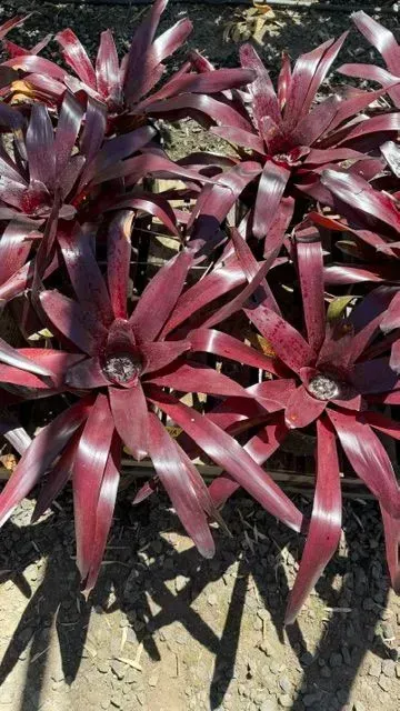 Dark burgundy rosette succulents clustered in a sunny garden bed on dark soil