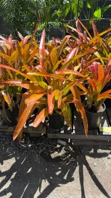 Potted orange-red tropical plants on a greenhouse bench in bright sunlight