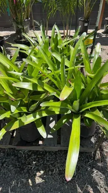 Potted green bromeliad with long leaves and a pink-tipped flower spike in a sunny garden area