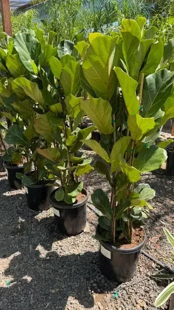 Potted green tropical plants arranged outdoors on a gravel surface
