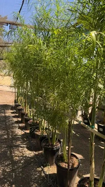 Row of tall potted palm-like plants in a sunny outdoor nursery area