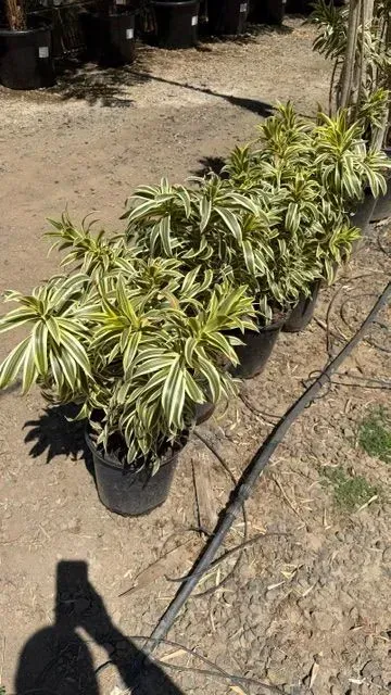Potted variegated plants lined up outdoors beside a garden hose on dry ground