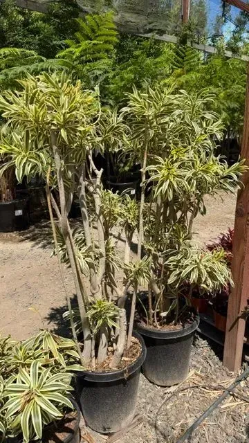 Two potted variegated dracaena plants outdoors in a garden center